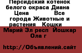 Персидский котенок белого окраса Диана › Цена ­ 40 000 - Все города Животные и растения » Кошки   . Марий Эл респ.,Йошкар-Ола г.